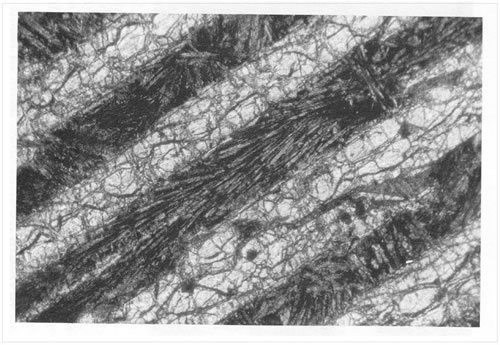 Fig. 3-6. Textura spinifex, definida por el desarrollo esquelético fibroso de olivino.