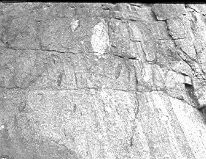 Fig. 5-6. Granito bandeado en zona de borde del Granito Capillitas. Mostrando la asimilación parcial de esquistos de caja, que da lugar a rocas híbridas, controlado por el flujo laminar.