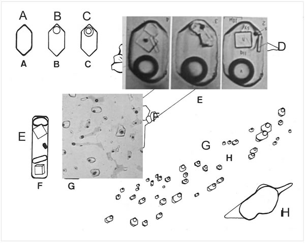 Fig. 7-7. Distintos tipos de Inclusiones fluidas. A: Cristal negativo relleno por una sola fase gaseosa. B: Dos fases, gas y líquido. C: Tres fases, agua y vapor, además de CO2. C: Tres ejemplos de cristales negativos conteniendo además de fases de líquido y vapor, desarrollan cristales de NaCl. E: Inclusión en apatita de carbonatita, con cristales de NaCl y KCl, una fase de sulfato y una fase de gas. F y G: inclusiones fluidas típicas en cristales de cuarzo, con formas redondeadas o de cristales negativos, que contienen una fase líquida y otra gaseosa. H: Inclusión en cuarzo conteniendo metano con una solución salina.