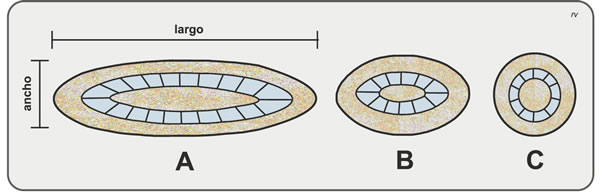 Figura 5.17. A: anticlinal/sinclinal doblemente buzante; B: braquianticlinal/braquisinclinal; C: domo/cubeta. En los tres casos se trata de un anticlinal si las rocas más antiguas se ubican en el núcleo de la estructura y de un sinclinal si lo hacen las rocas más jóvenes. Modificado de Aubouin et al., 1980.