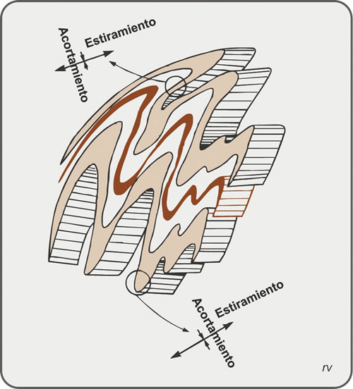 Figura 5.19. Pliegues de flujo. Se destaca el acortamiento y estiramiento, con engrosamiento de charnelas y adelgazamiento de los flancos de pliegues. Modificado de Burchfiel et al., 1982.