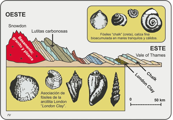 Figura 6.4. Principio de la sucesión de faunas. Sección entre Gales e Inglaterra estudiada por Smith y dos de las asociaciones de fósiles característicos que reconoció. Modificado de Burchfiel et al., 1982.