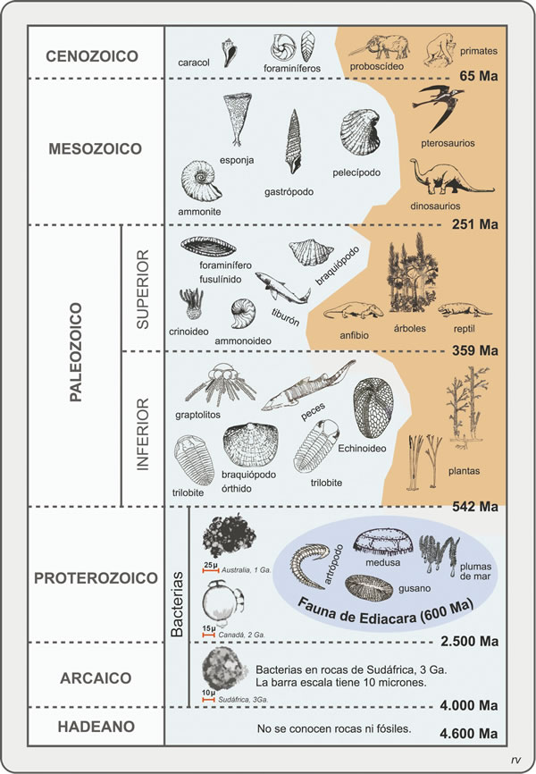 Figura 7.2. Bosquejo de la evolución de la vida durante el tiempo geológico. Celeste medio marino; castaño medio continental.