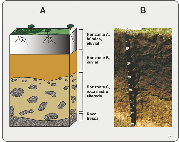 Figura 10.1. A) Esquema de un perfil de suelo. B) Perfil natural de un suelo bien desarrollado, fértil, con Horizonte A rico en humus (negro) y Horizonte B arcilloso (castaño), fotografía tomada de www.fagro.edu.uy.